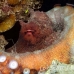 octopus_reef_muck_h_0705_png2259.jpg